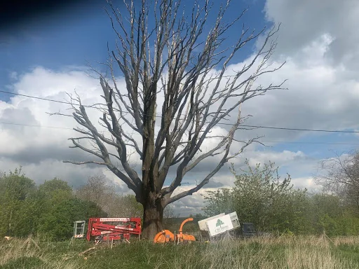 JE Tree Surgeons photo 7