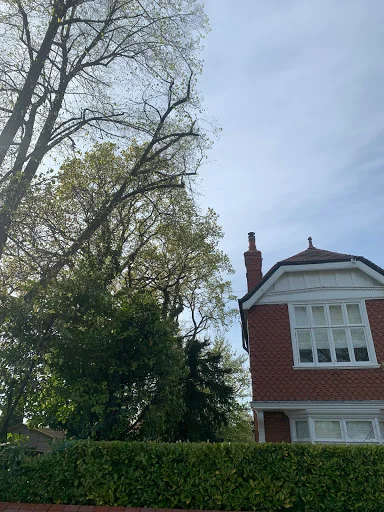 JE Tree Surgeons photo 8