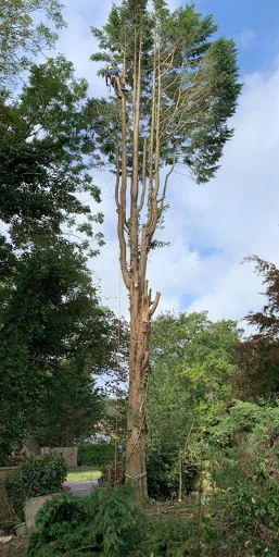 Kent Tree Care Ltd photo 1