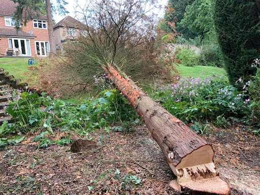 Kent Tree Care Ltd photo 2