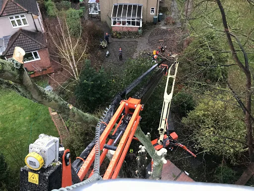 Kent Tree Care Ltd photo 4