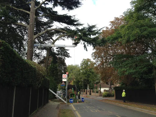Kent Tree Care Ltd photo 5