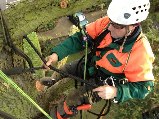 Kent Tree Care Ltd photo 6