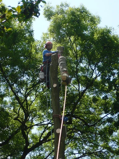 Kent Tree Care Ltd photo 7