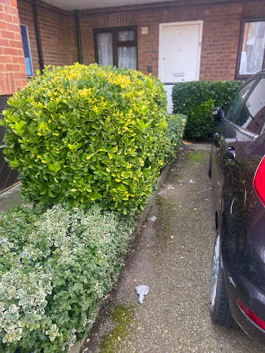 MD Garden Services Ltd photo 3