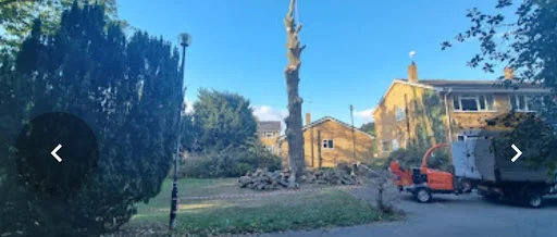 Oak &amp; Yew Tree Surgeons Ltd photo 3