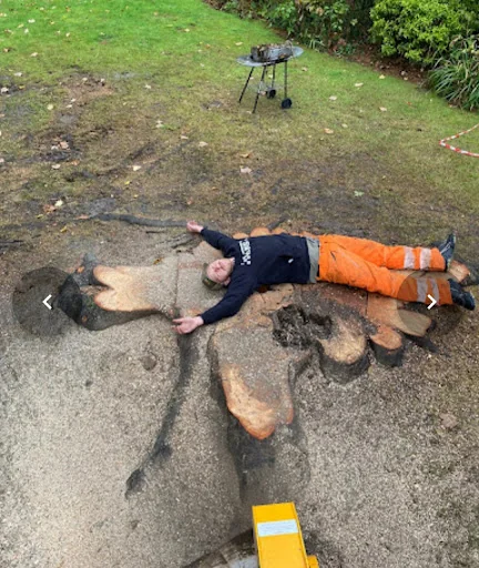 Oak &amp; Yew Tree Surgeons Ltd photo 4