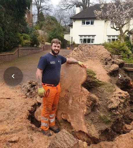 Oak &amp; Yew Tree Surgeons Ltd photo 5