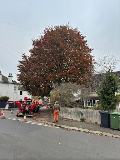 Oak &amp; Yew Tree Surgeons Ltd photo 6