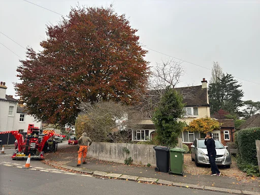 Oak &amp; Yew Tree Surgeons Ltd photo 7