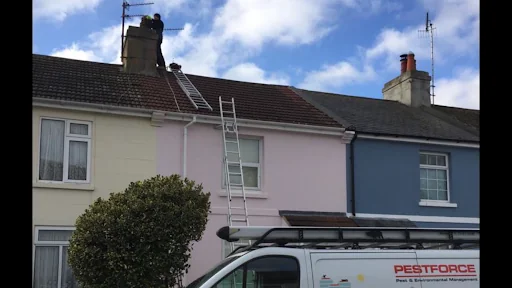 Pestforce East Sussex photo 1