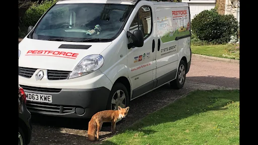 Pestforce East Sussex photo 3