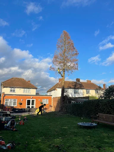 JP Tree Services photo 1