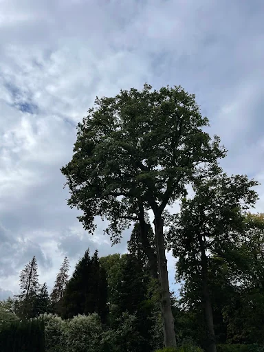 JP Tree Services photo 2