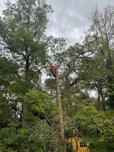 JP Tree Services photo 3