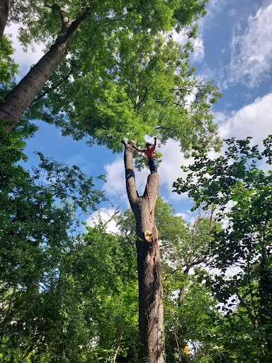 JP Tree Services photo 4