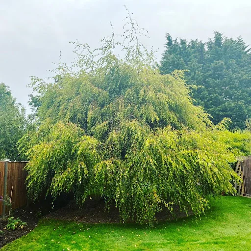 JP Tree Services photo 6