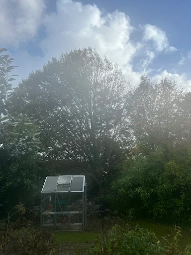 ATG Tree Surgery photo 1