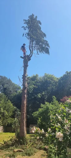 ATG Tree Surgery photo 3