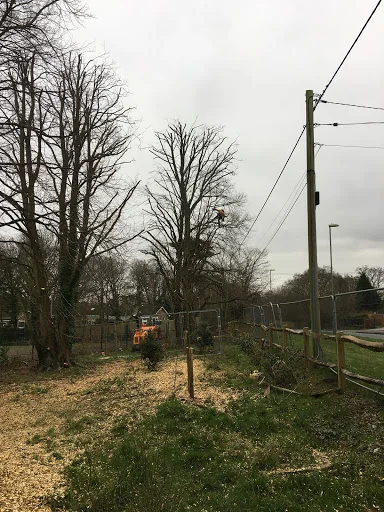 ATG Tree Surgery photo 4