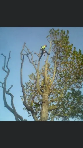ATG Tree Surgery photo 6