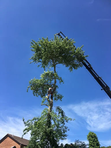 ATG Tree Surgery photo 7