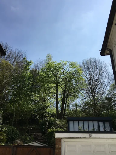 ATG Tree Surgery photo 8