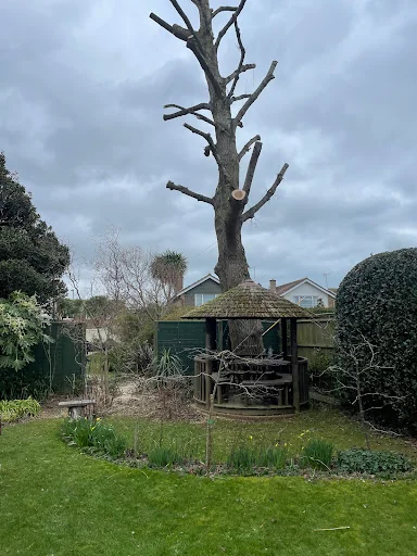 Rutledge and Coe Tree Services photo 2