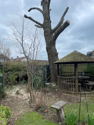 Rutledge and Coe Tree Services photo 3