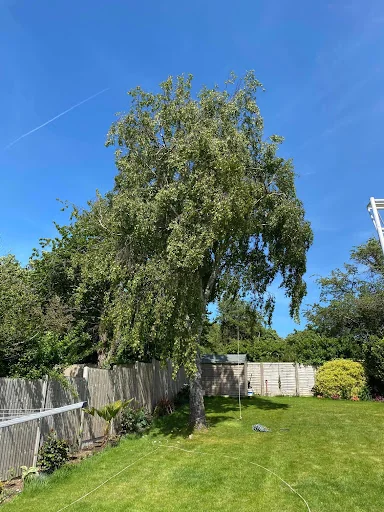 Rutledge and Coe Tree Services photo 4