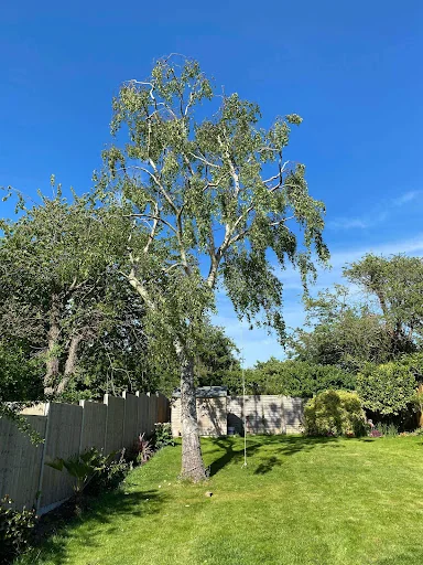 Rutledge and Coe Tree Services photo 5