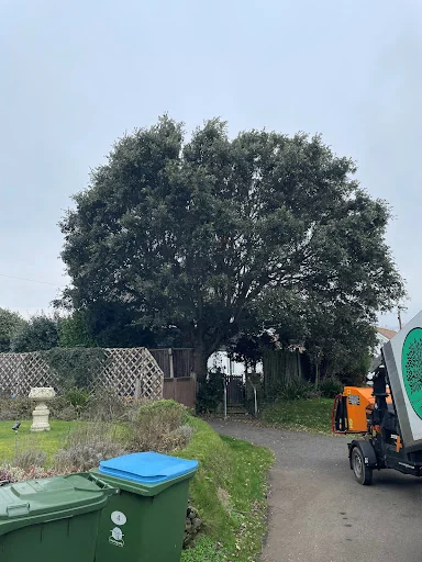 Rutledge and Coe Tree Services photo 7