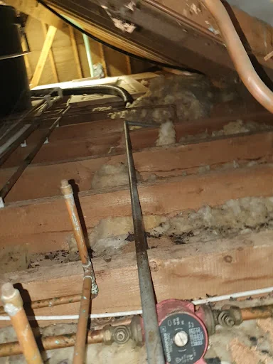 Pestpositive photo 1