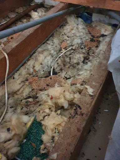 Pestpositive photo 2