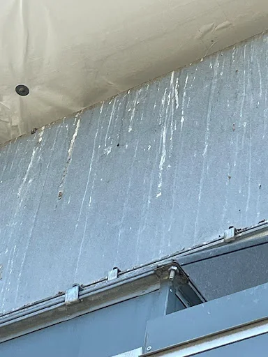 Pestpositive photo 4