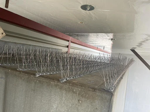 Pestpositive photo 7