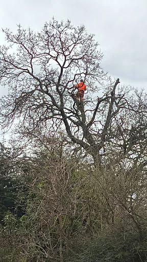 Lopperwood Tree and Landscapes photo 3