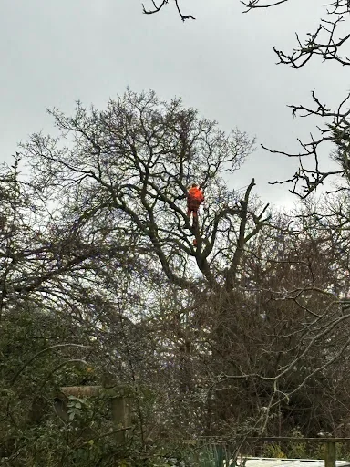 Lopperwood Tree and Landscapes photo 4