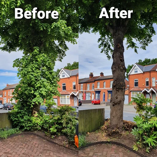 Ward Tree Services Ltd photo 3