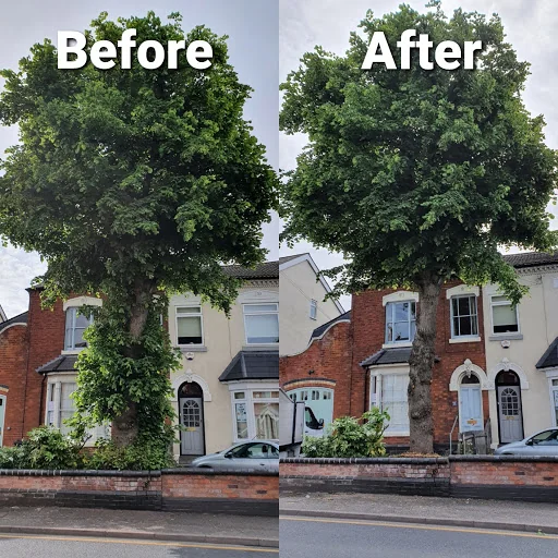 Ward Tree Services Ltd photo 4