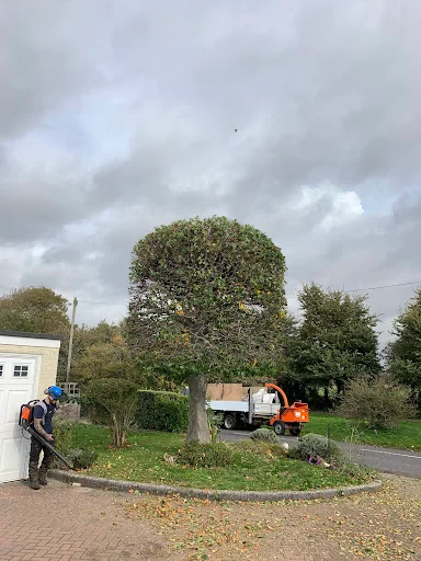 Driftwood Tree Services photo 1