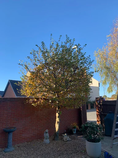 Driftwood Tree Services photo 3