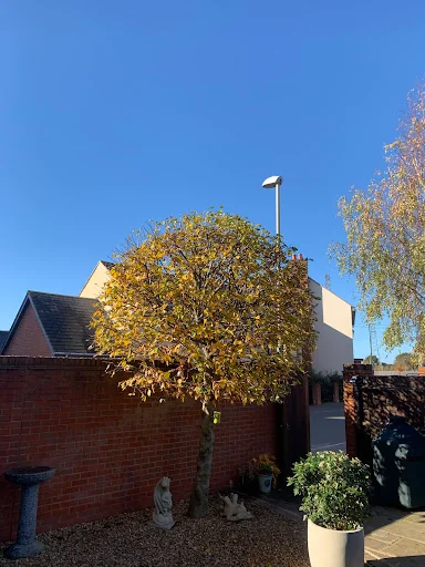 Driftwood Tree Services photo 4