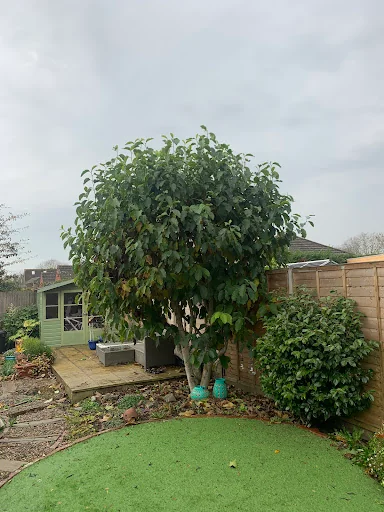 Driftwood Tree Services photo 5