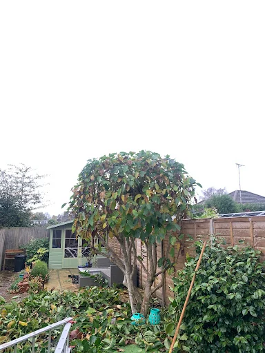 Driftwood Tree Services photo 6