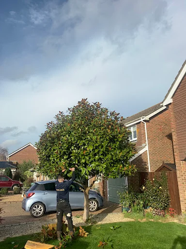 Driftwood Tree Services photo 7