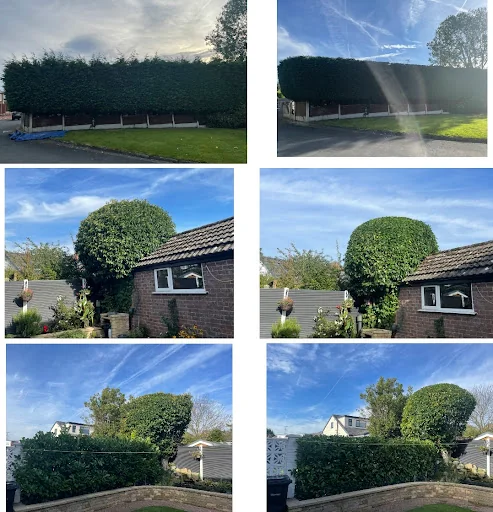 Heywood Tree Services photo 2