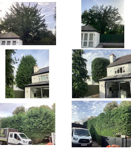 Heywood Tree Services photo 6