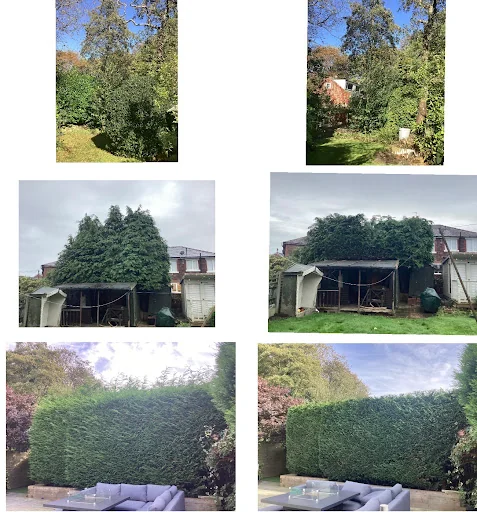 Heywood Tree Services photo 7