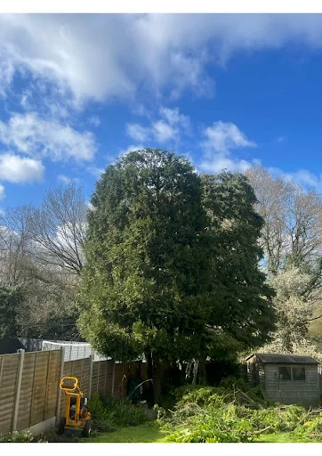 Trees A Crowd London photo 1
